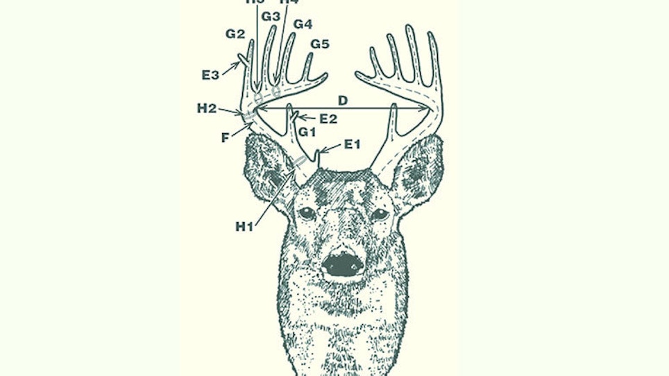 How To Score a Deer — DIY Style